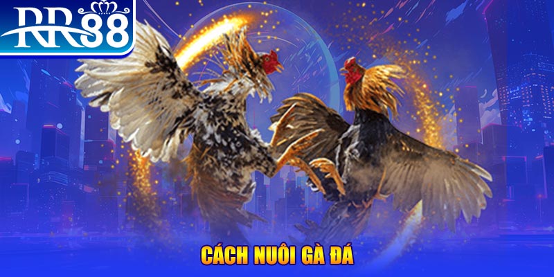 nohu 78 đăng nhập phỏm đổi thưởng