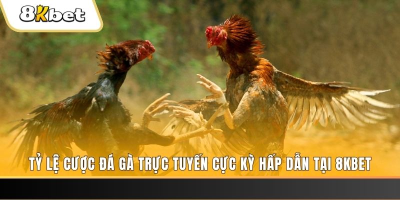 nohu 78 đăng nhập mậu binh online